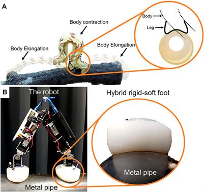 Electromagnetic Feet With Soft Toes for Adaptive, Versatile, and Stable Locomotion of an Inchworm-Inspired Pipe Crawling Robot